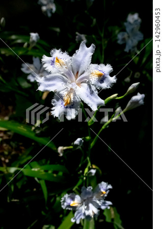 野に咲くシャガの花 野に咲くシャガの花 142960453