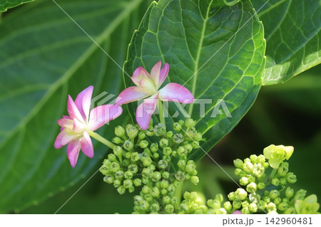 初夏の公園に咲くピンク色のガクアジサイの花 142960481