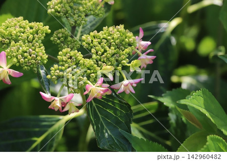 初夏の公園に咲くピンク色のガクアジサイの花 142960482