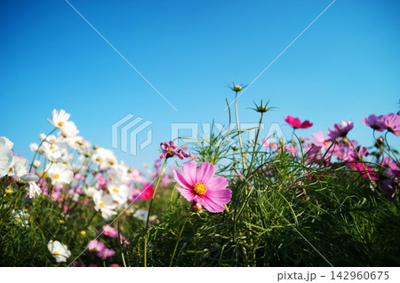 Blooming fresh white and pink Cosmos flowers branch in the meadow with blue sky and sunlight. Copy space Blooming fresh white and pink Cosmos flowers branch in the meadow with blue sky and sunlight. Copy space 142960675
