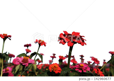 Beautiful blooming bright red zinnia flowers in wildflower meadow isolated on white background with clipping path 142960677