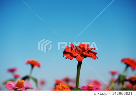 Beautiful blooming bright red zinnia flowers in wildflower meadow with blue sky. Copy space 142960821