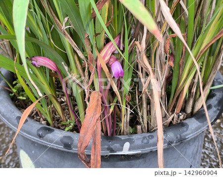 鉢植えのススキの根元から開花した寄生植物ナンバンギセル 鉢植えのススキの根元から開花した寄生植物ナンバンギセル 142960904