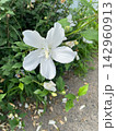 道端の白い花 142960913