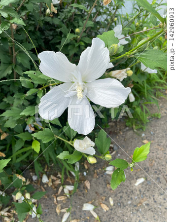 道端の白い花 道端の白い花 142960913