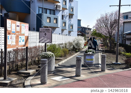 神奈川県座間市 相模が丘仲よし小道「さくら百華の道」の早咲き桜と案内板 神奈川県座間市 相模が丘仲よし小道「さくら百華の道」の早咲き桜と案内板 142961018