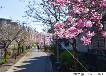 神奈川県座間市　相模が丘仲よし小道「さくら百華の道」の満開早咲き桜 142961021