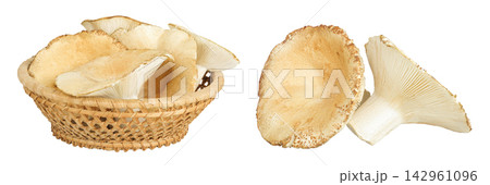 fresh milk cap boletus mushroom in a wicker basket isolated on white background fresh milk cap boletus mushroom in a wicker basket isolated on white background 142961096