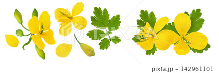 Celandine flower isolated on white background. Top view. Flat lay Celandine flower isolated on white background. Top view. Flat lay 142961101