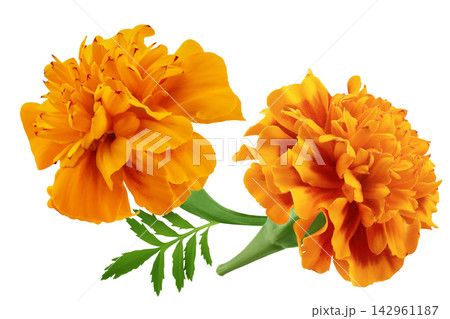 fresh marigold or tagetes erecta flower isolated on white background with full depth of field. fresh marigold or tagetes erecta flower isolated on white background with full depth of field. 142961187