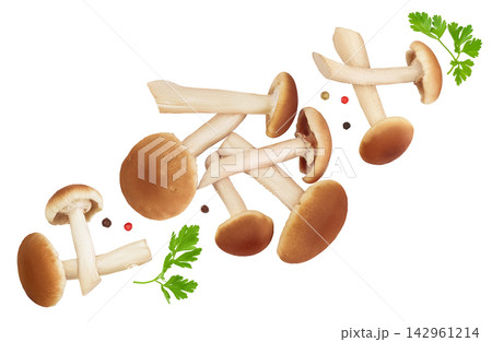 honey fungus mushrooms isolated on white background . Top view. Flat lay. honey fungus mushrooms isolated on white background . Top view. Flat lay. 142961214
