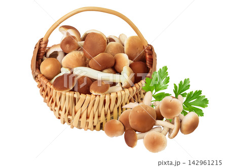 honey fungus mushrooms in a wicker basket isolated on white background with full depth of field honey fungus mushrooms in a wicker basket isolated on white background with full depth of field 142961215