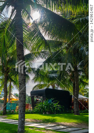 A Tranquil Tropical Retreat Surrounded by Lush Palm Trees and a Stylish Black Structure Bathed in Radiant Sunlight. 142961467