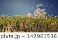 菜の花畑と白い雲 142961536