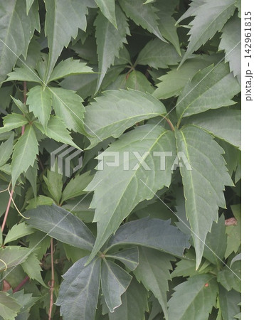 Green maiden grape leaves close up background Green maiden grape leaves close up background 142961815