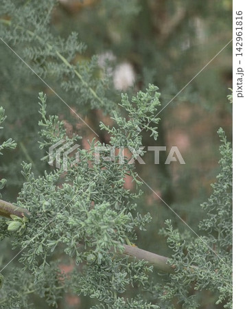 Feathery green tamarisk shrub branch close up 142961816