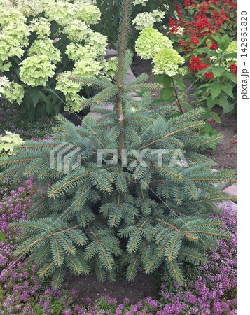 Small blue spruce tree blooming in garden landscape 142961820