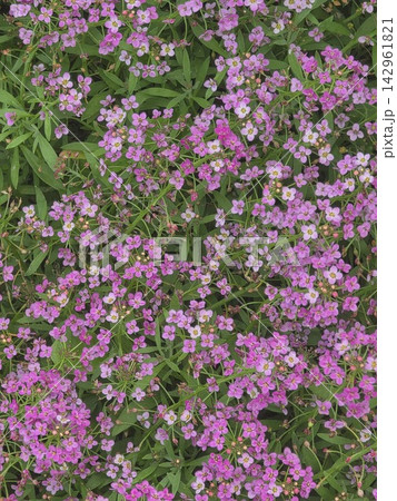 Purple alyssum flowers carpet texture background 142961821