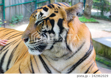 【チェンマイ】タイガーキングダムの虎 142962029