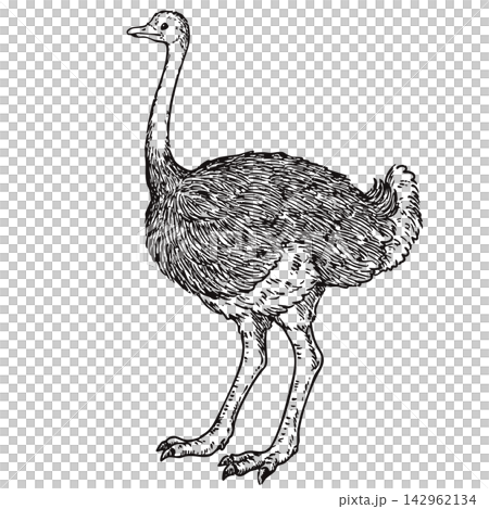 A cute, vintage-style hand-drawn illustration of an ostrich (line art only) A cute, vintage-style hand-drawn illustration of an ostrich (line art only) 142962134
