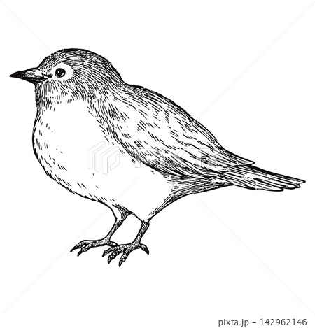 ビンテージ風の可愛いメジロの手描きのイラスト　線画のみ 142962146