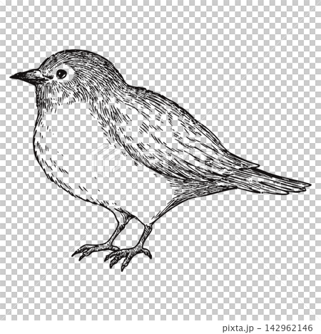 ビンテージ風の可愛いメジロの手描きのイラスト　線画のみ 142962146