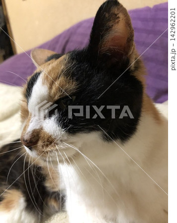 猫 猫 142962201