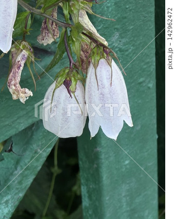 White spotted bellflower blooms close up 142962472