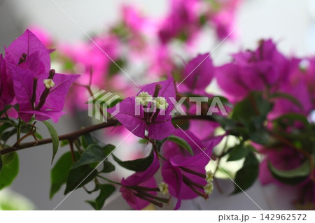 Beautiful Flowers Blooming In The Garden, Bodrum Turkey 142962572