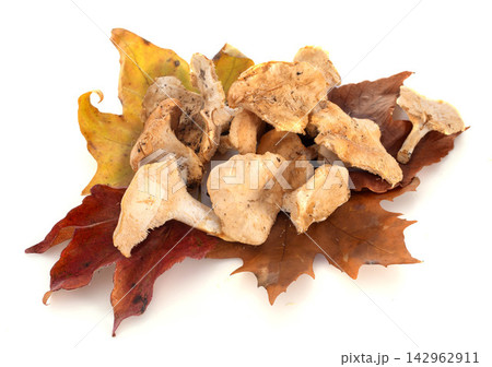 hedgehog mushroom 142962911