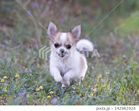 chihuahua in nature chihuahua in nature 142962928