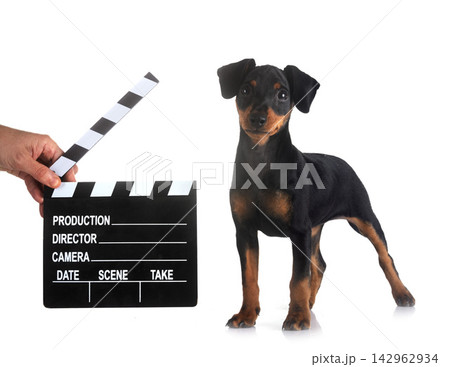 miniature pinscher in studio 142962934