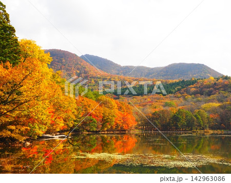 紅葉の森と山並み 観音沼森林公園の秋景色 紅葉の森と山並み 観音沼森林公園の秋景色 142963086