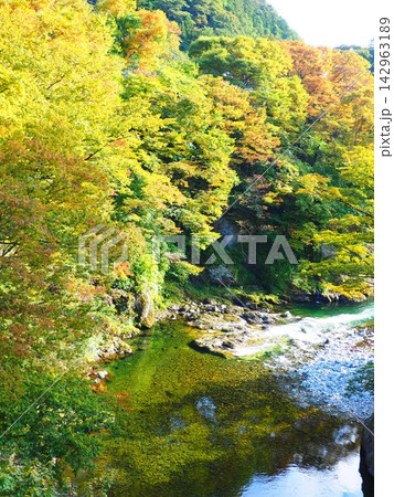 谷川岳山麓の渓流と色づき始めた木々 縦構図 142963189
