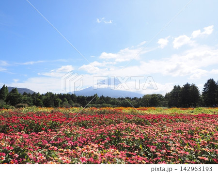 赤とピンクのジニア畑と富士山 虹の花まつり 142963193