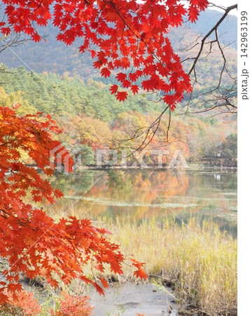 赤いもみじの枝越しに見る秋の湖 縦構図 赤いもみじの枝越しに見る秋の湖 縦構図 142963199