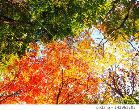 頭上に広がる赤と黄色の紅葉 見上げる秋 頭上に広がる赤と黄色の紅葉 見上げる秋 142963203