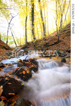 autumn in the woods. Yedigoller, Turkey autumn in the woods. Yedigoller, Turkey 142963232