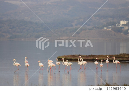 Flamingos Fed In The Wetland in bodrum turkey. 142963440