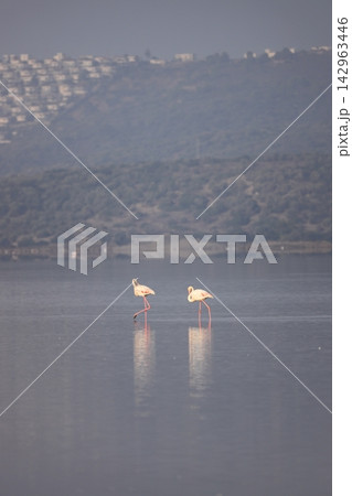 Flamingos Fed In The Wetland in bodrum turkey. 142963446