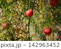 Close-up of tree-ripening red pomegranates on a tree. Growing pomegranates in agriculture. Pomegranate tree with ripening fruits. 142963452