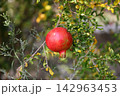 Close-up of tree-ripening red pomegranates on a tree. Growing pomegranates in agriculture. Pomegranate tree with ripening fruits. 142963453