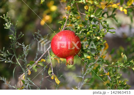 Close-up of tree-ripening red pomegranates on a tree. Growing pomegranates in agriculture. Pomegranate tree with ripening fruits. 142963453