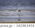 Flamingos Fed In The Wetland in bodrum turkey. 142963458