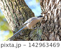 木の上でエサを探すオナガ　 142963469