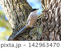 木の上でエサを探すオナガ　 142963470