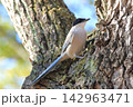 木の上でエサを探すオナガ　 142963471