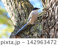 木の上でエサを探すオナガ　 142963472