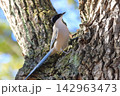 木の上でエサを探すオナガ　 142963473