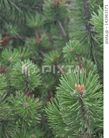 Mountain pine branches with young orange shoots Mountain pine branches with young orange shoots 142963571